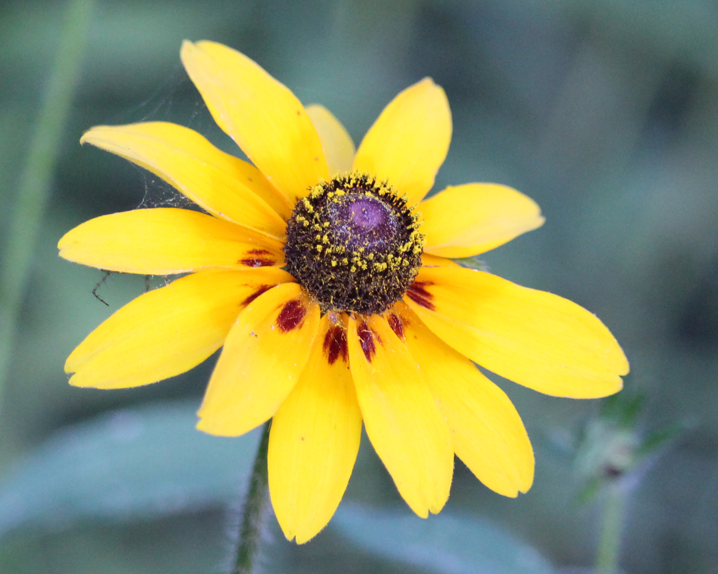 Yellow Flower